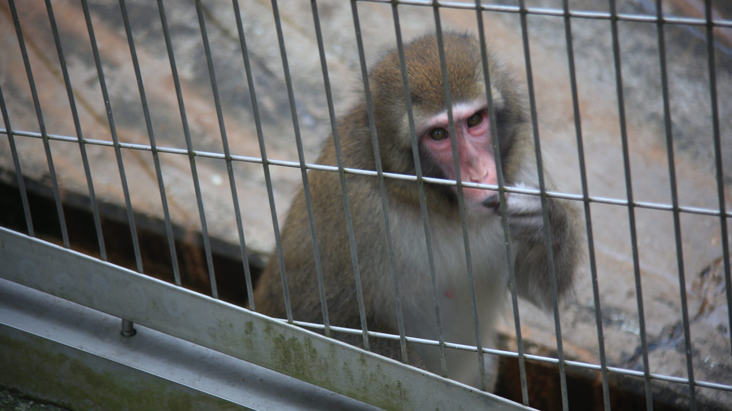 足羽山動物園 ニホンザル