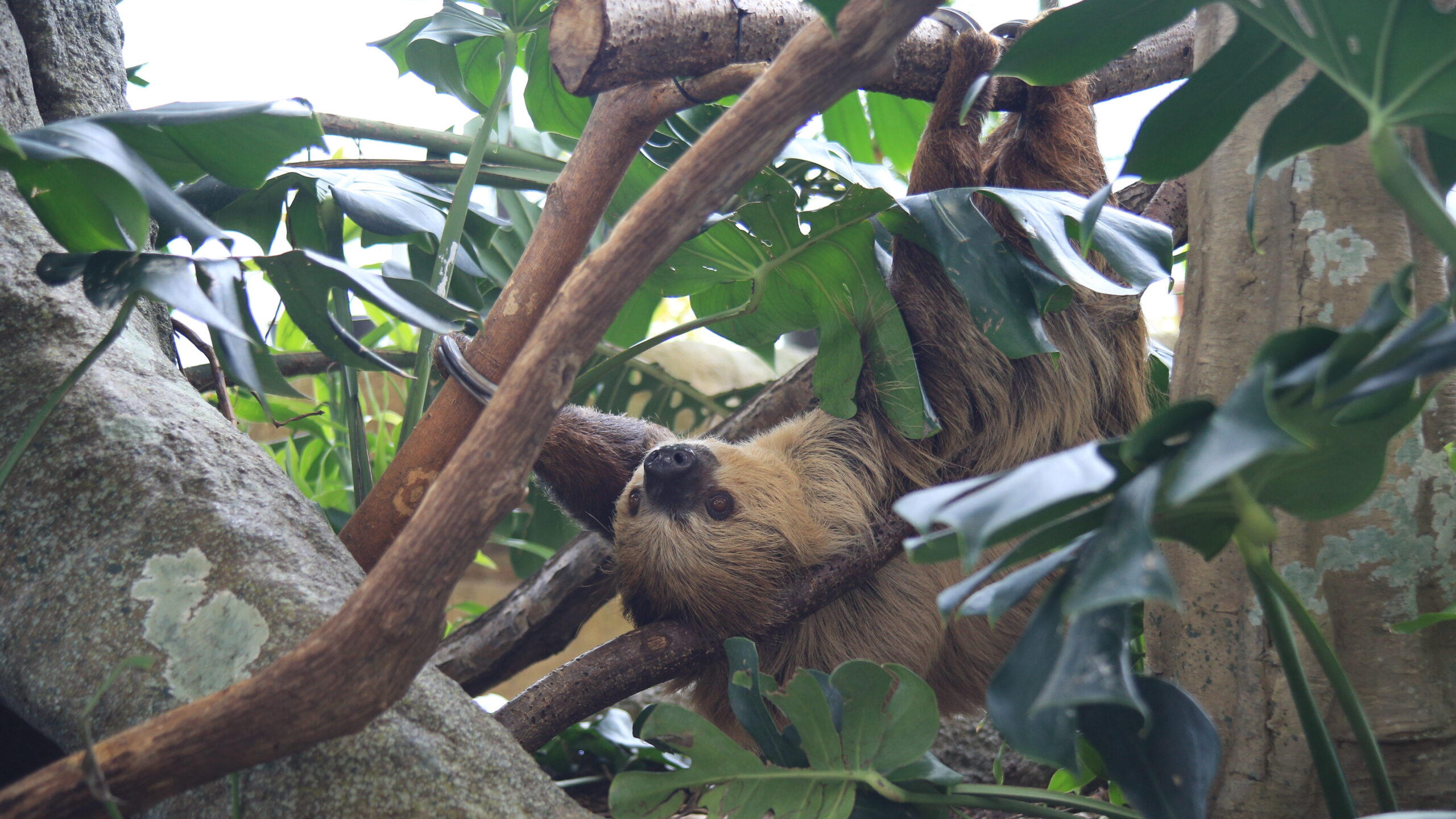 足羽山動物園 ナマケモノ