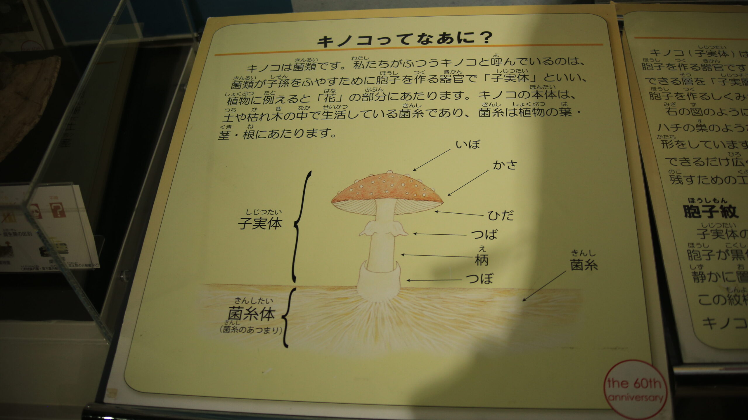 福井市自然史博物館 キノコ