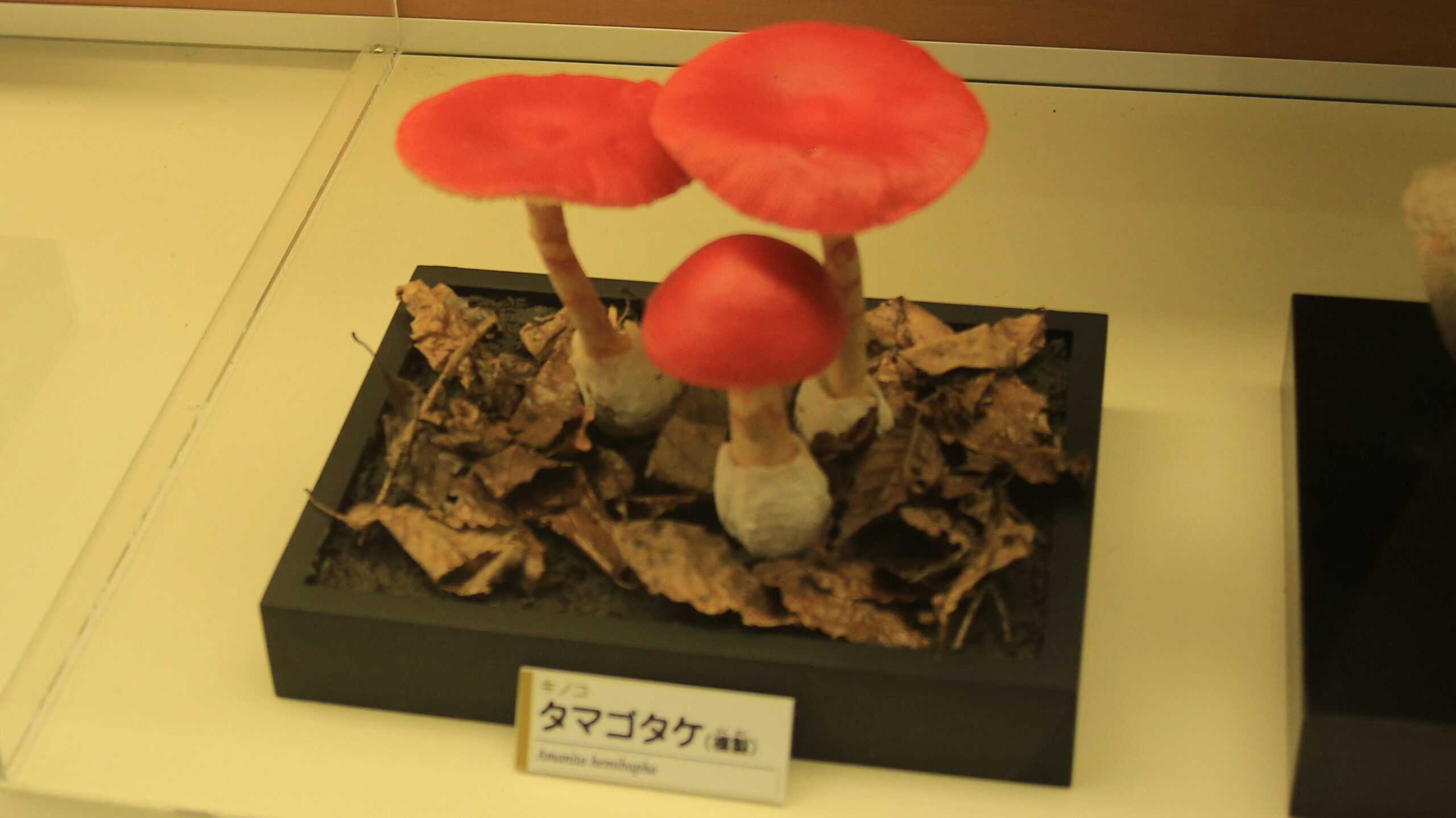 福井市自然史博物館 タマゴダケ