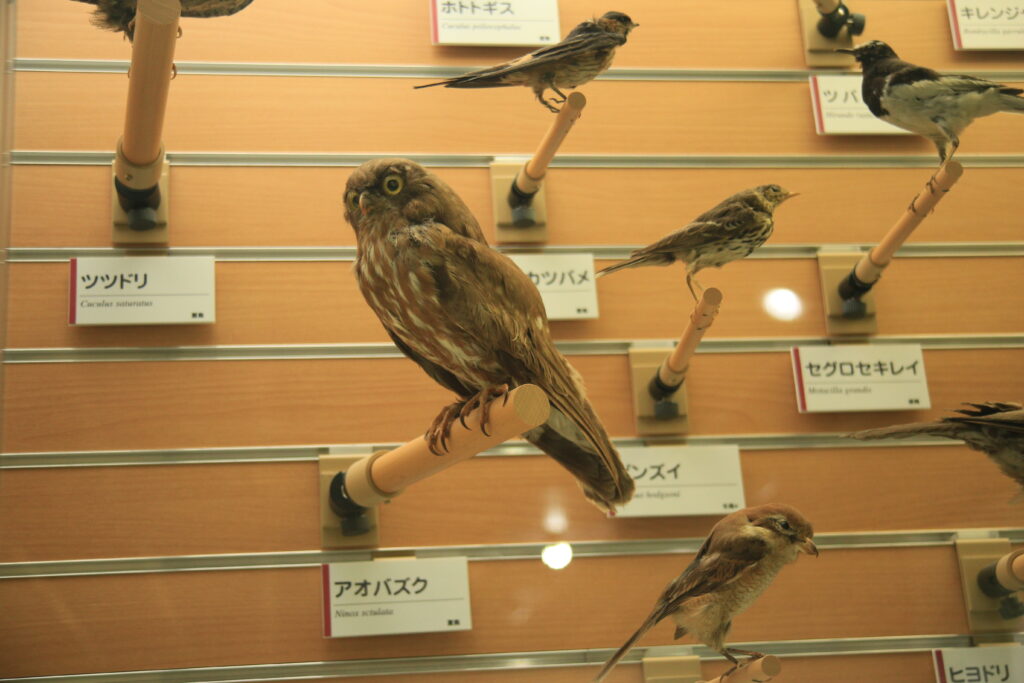 福井市自然史博物館 アオバズクの剥製