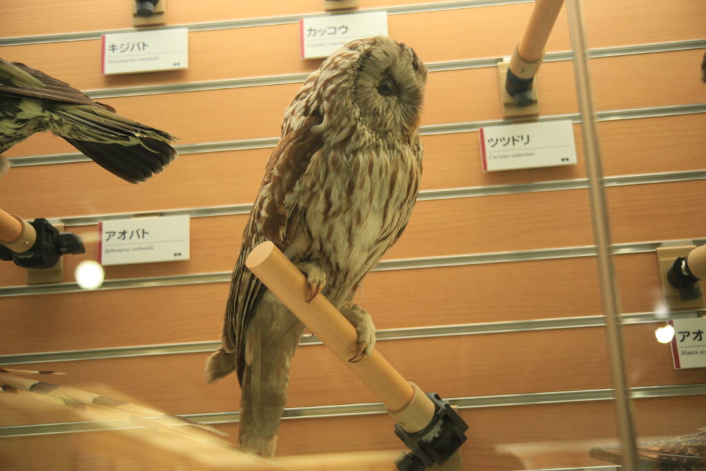 福井市自然史博物館 フクロウの剥製