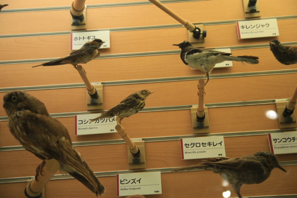 福井市自然史博物館 鳥