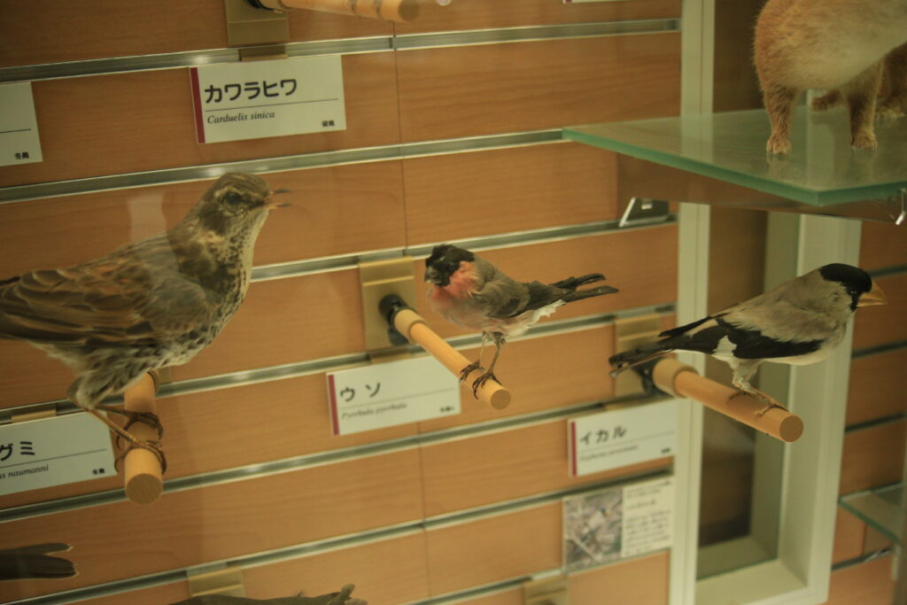 福井市自然史博物館 ウソの剥製
