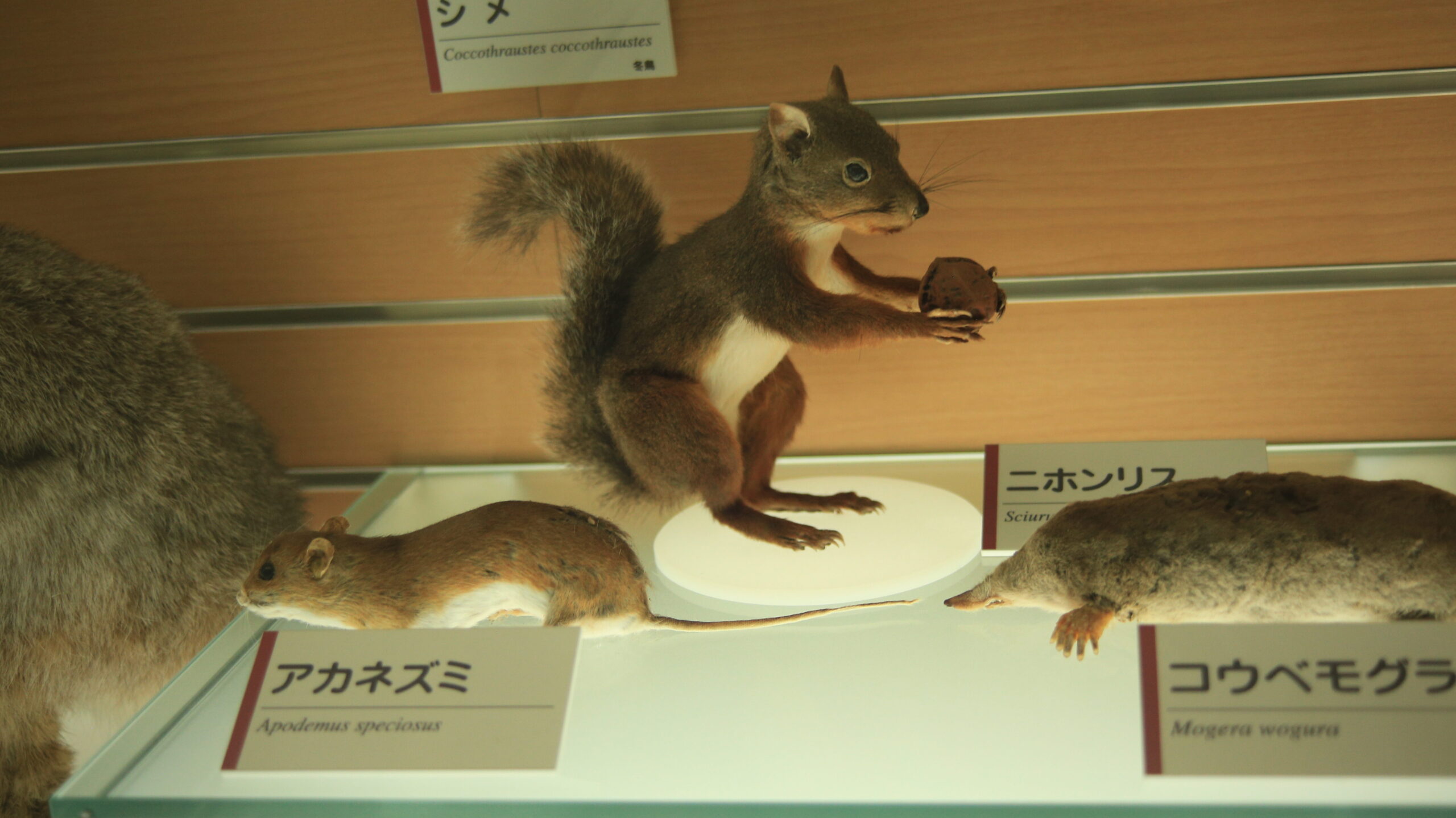 福井市自然史博物館 アカネズミの剥製