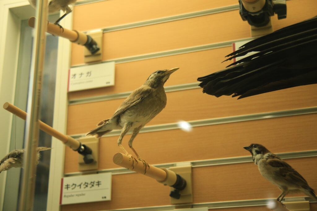福井市自然史博物館 鳥の剥製