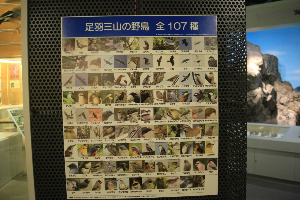 福井市自然史博物館 鳥