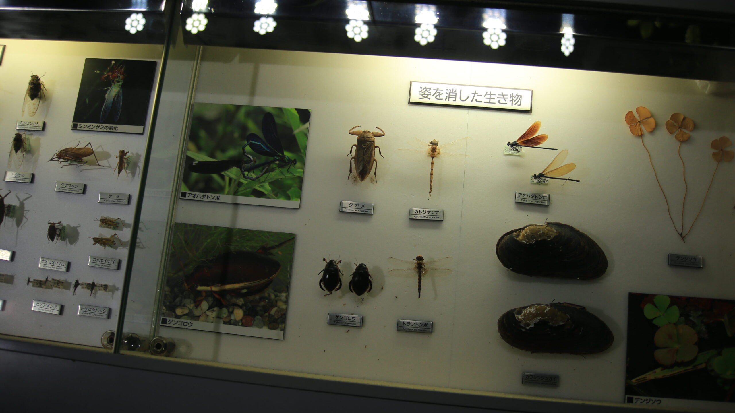 福井市自然史博物館 絶滅種