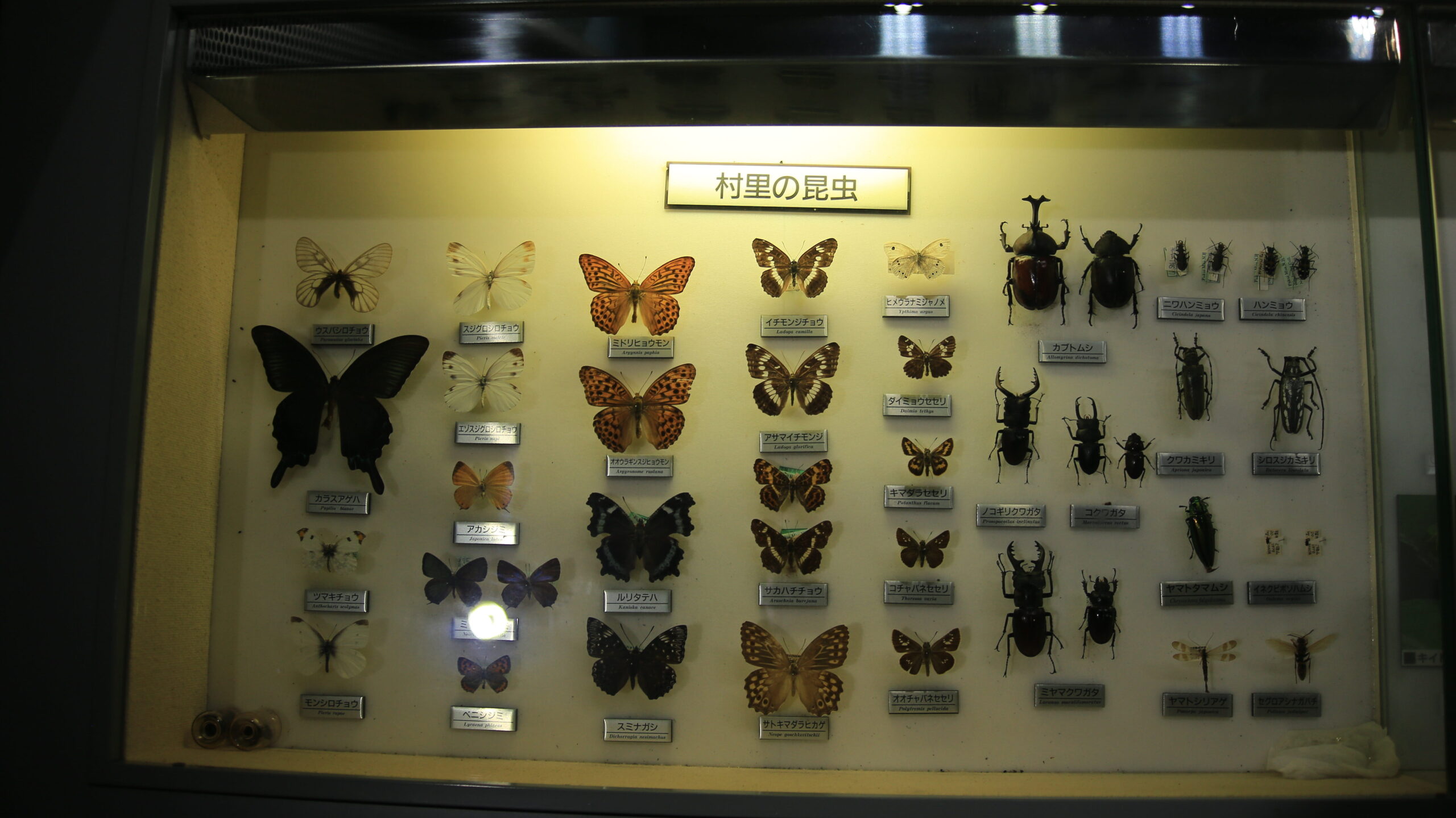 福井市自然史博物館 昆虫の標本