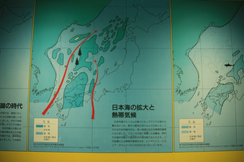 福井市自然史博物館