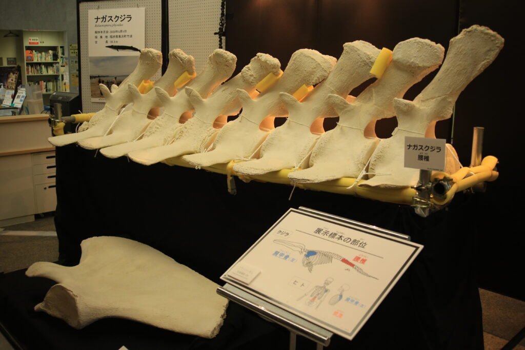 福井市自然史博物館 ナガスクジラの骨