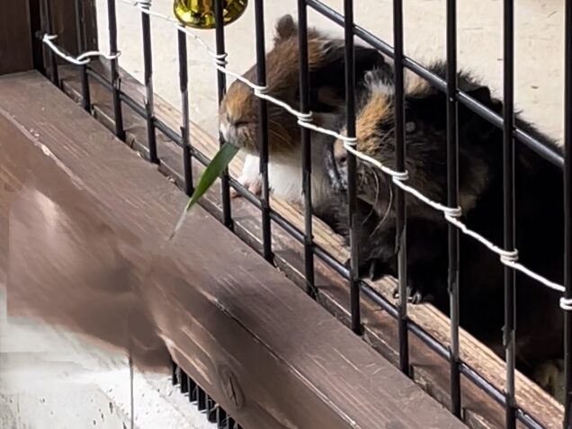 足羽山動物園 モルモット