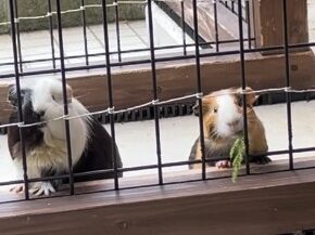 足羽山動物園 モルモット
