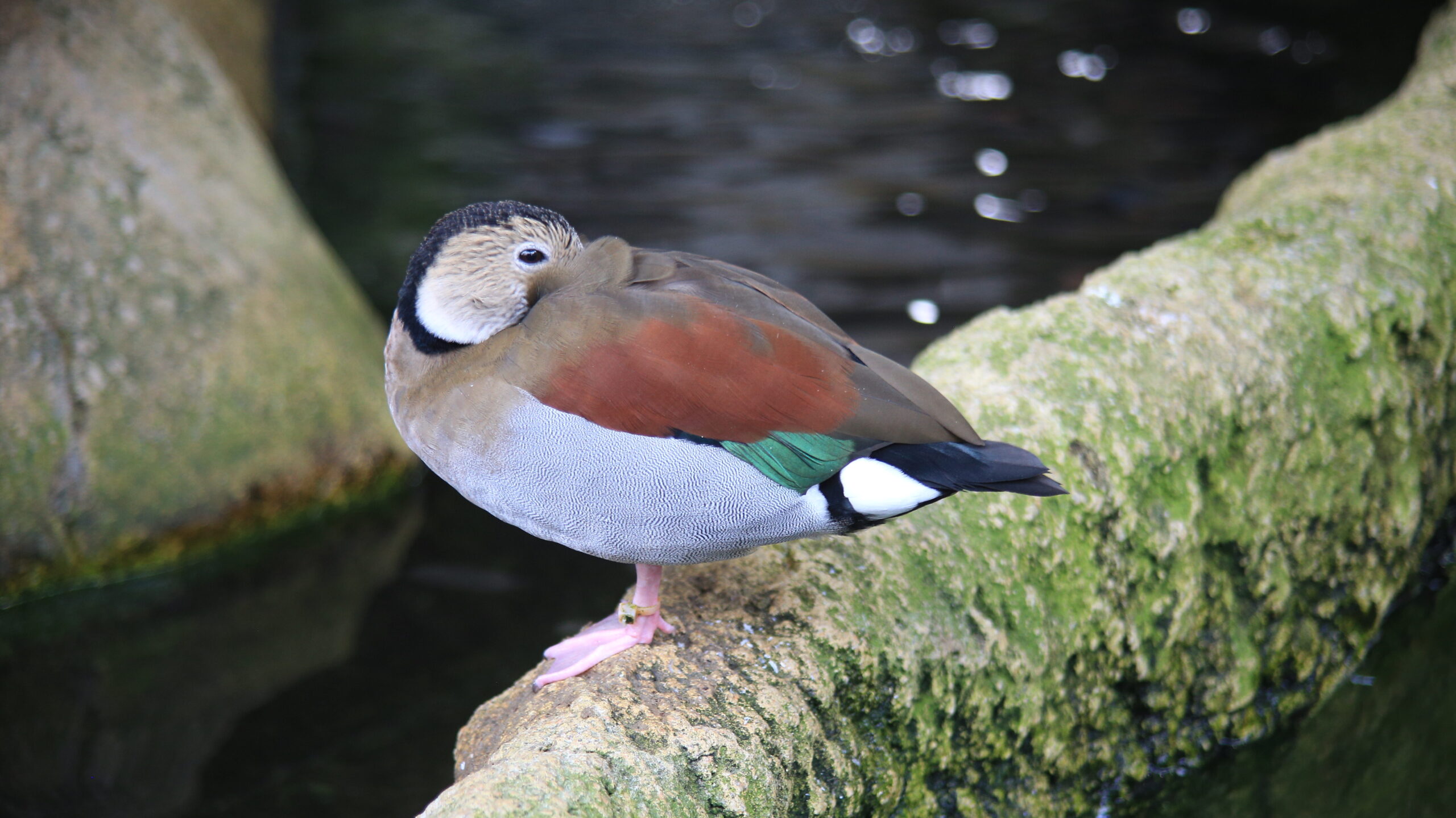 足羽山動物園 クビワコガモ