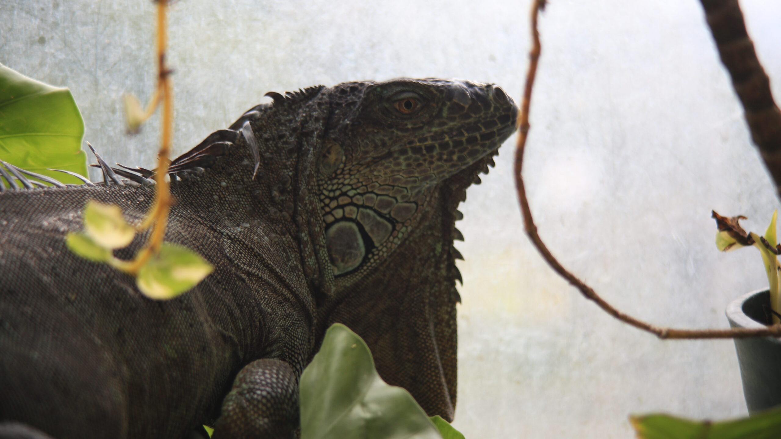 足羽山動物園 グリーンイグアナ