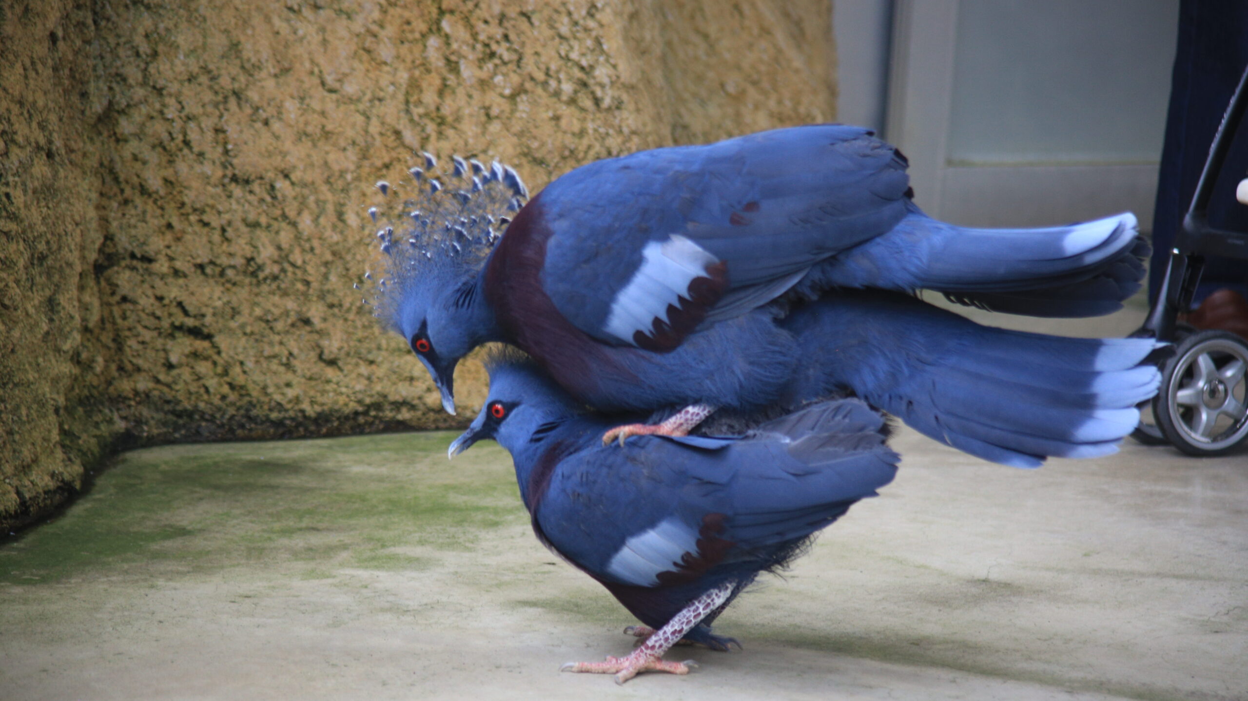 足羽山動物園 オウギバト