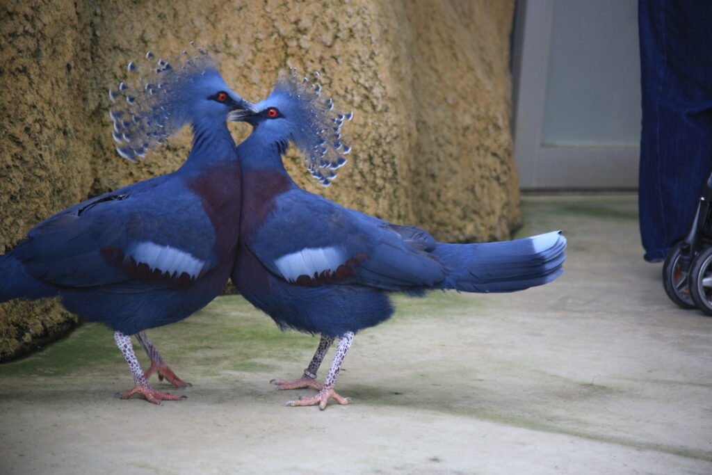オウギバト