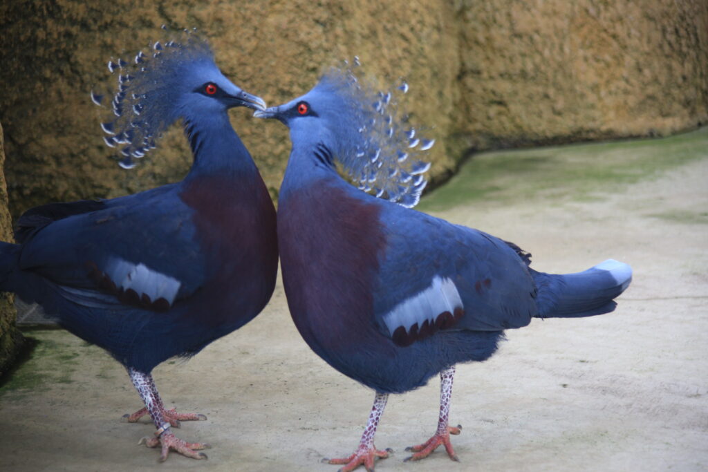 足羽山動物園 オウギバト
