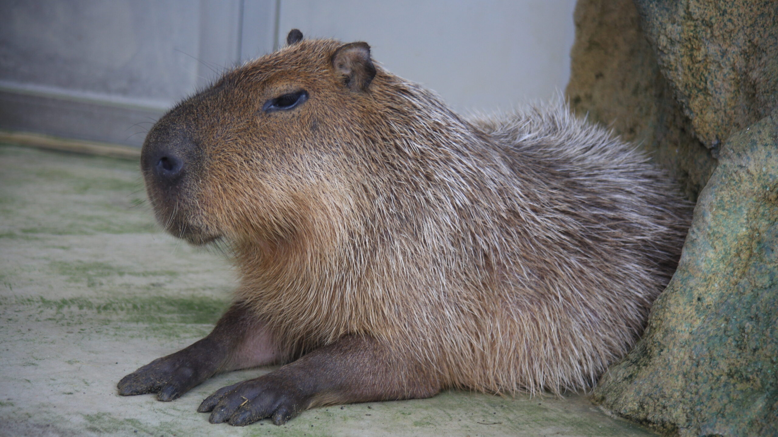 足羽山動物園 カピバラ
