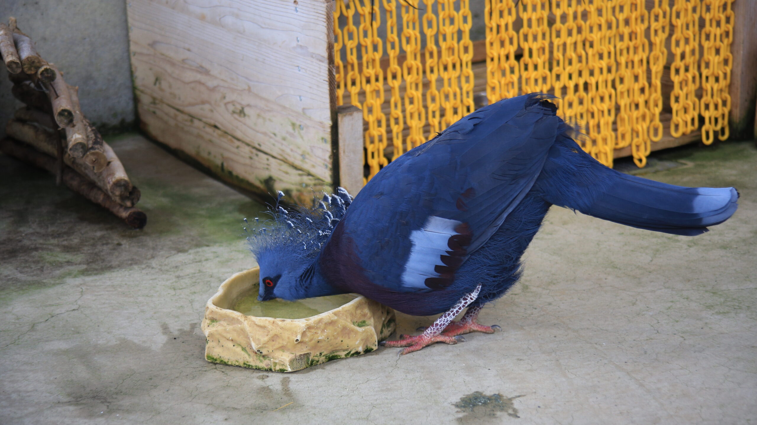 足羽山動物園 オウギバト