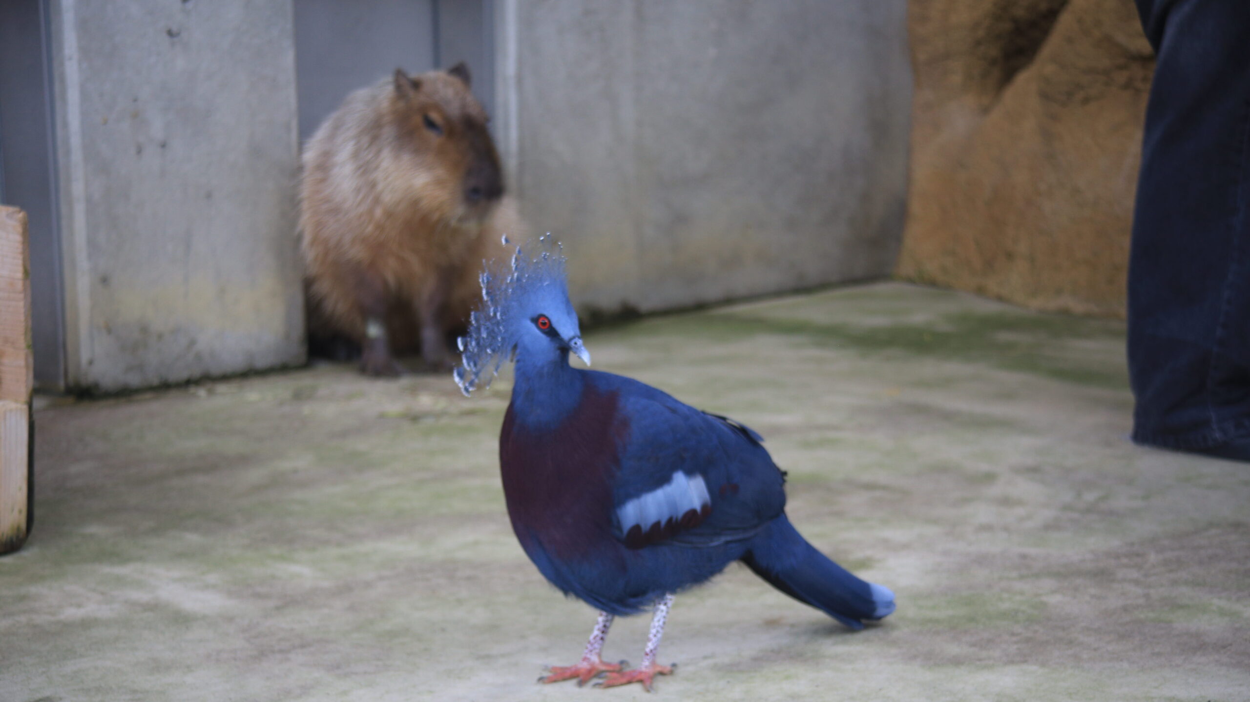 足羽山動物園 カピバラとオウギバト