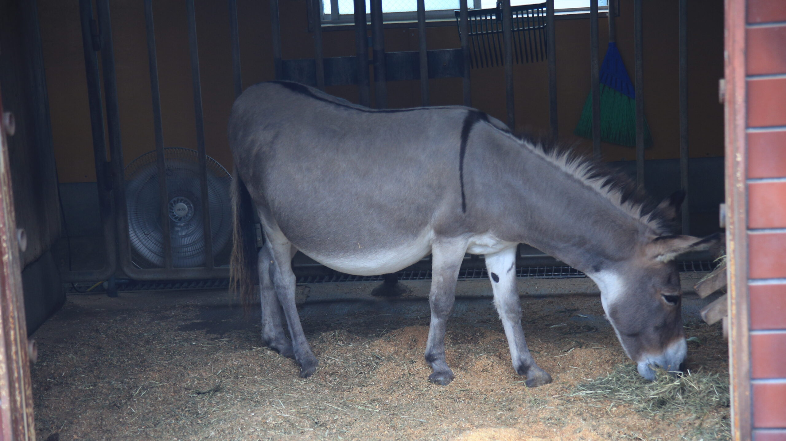 足羽山動物園 ロバ