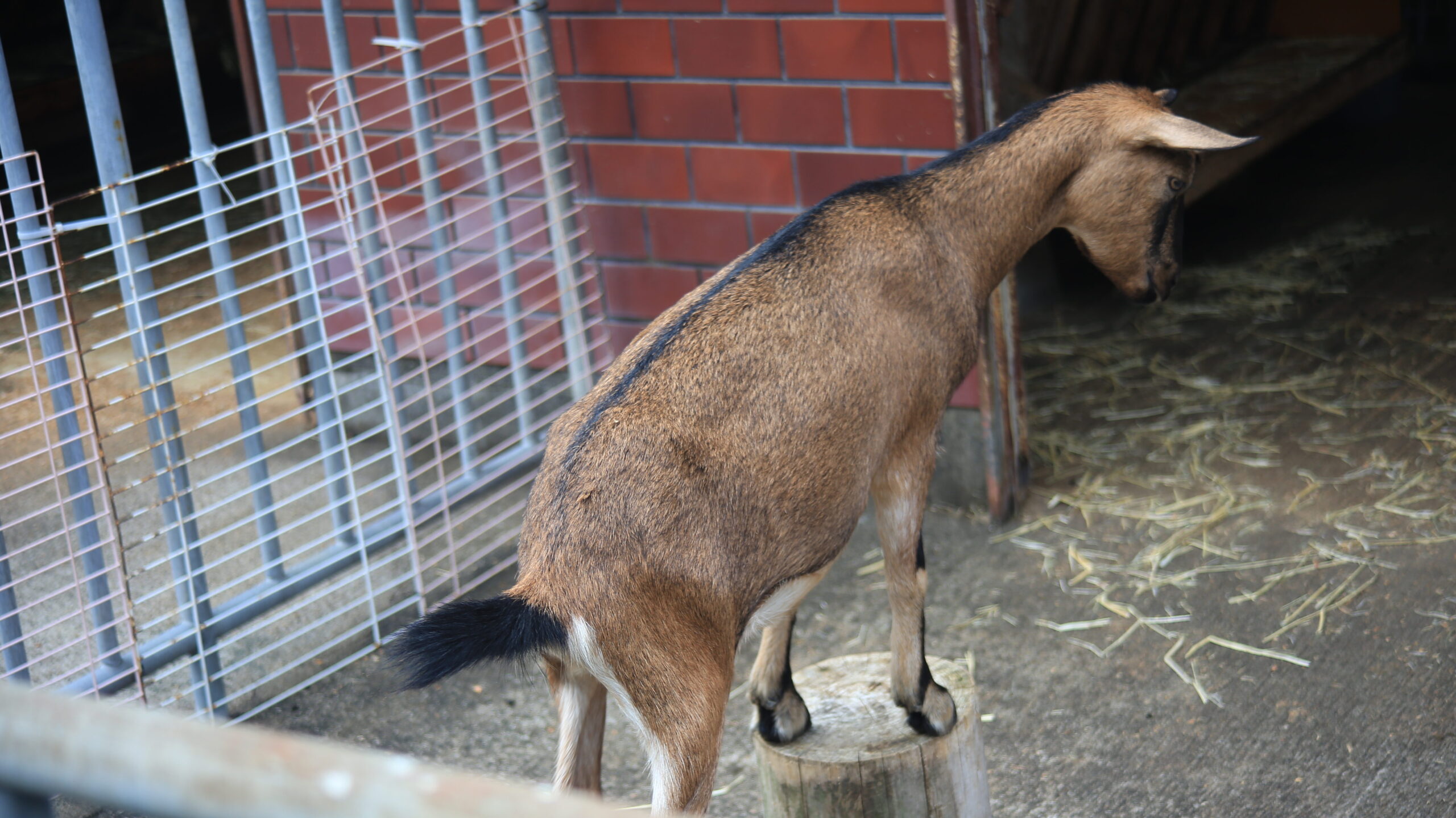 足羽山動物園 ヤギ