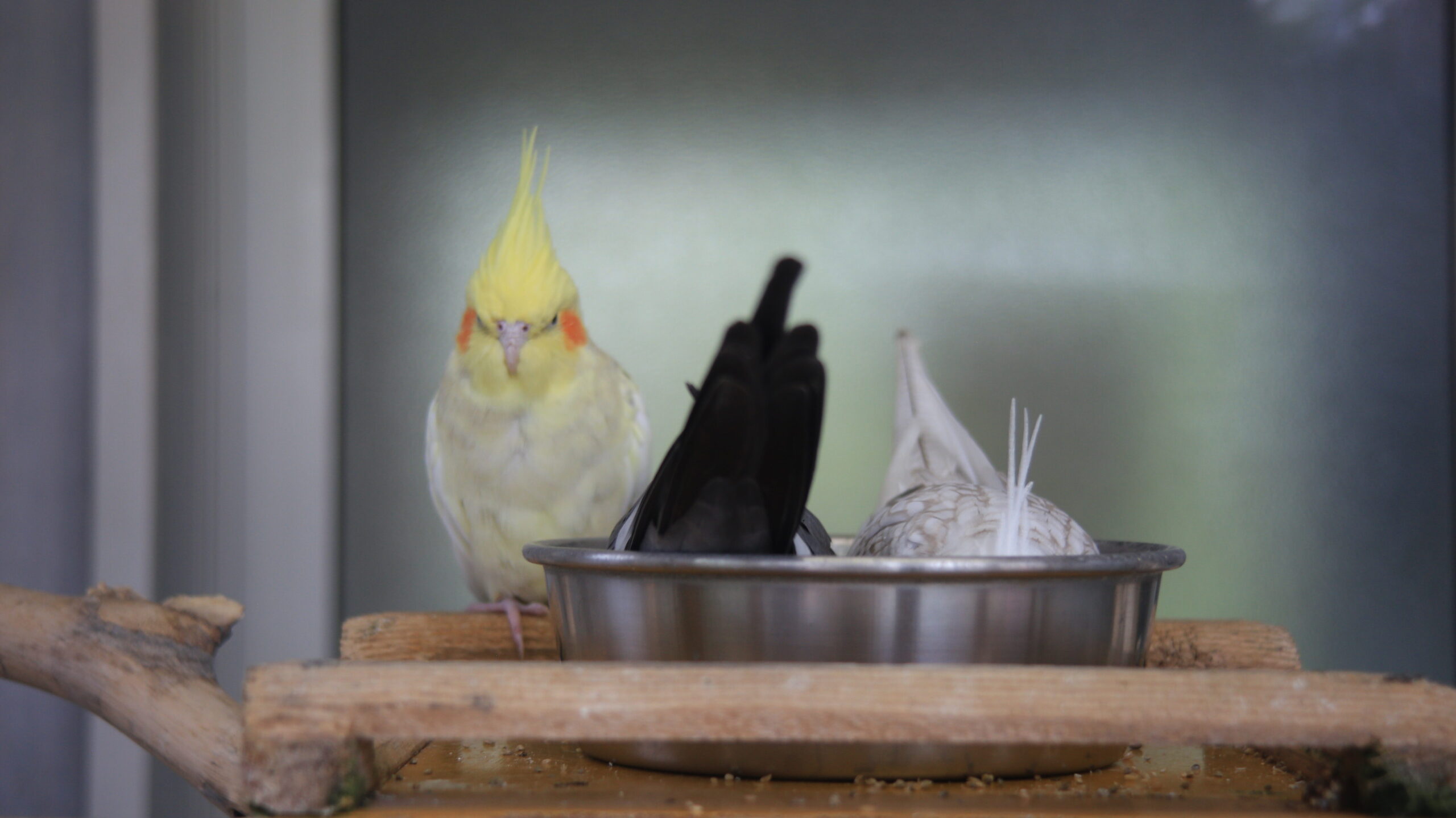 足羽山動物園 オカメインコ