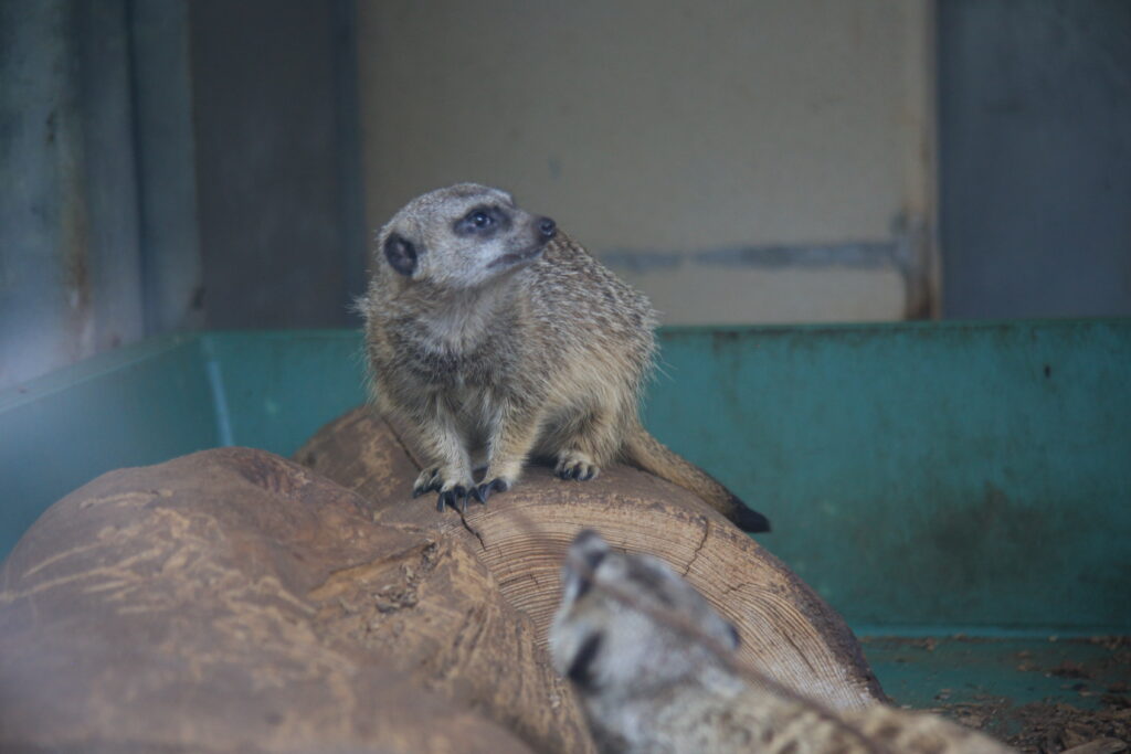 足羽山動物園 ミーアキャット
