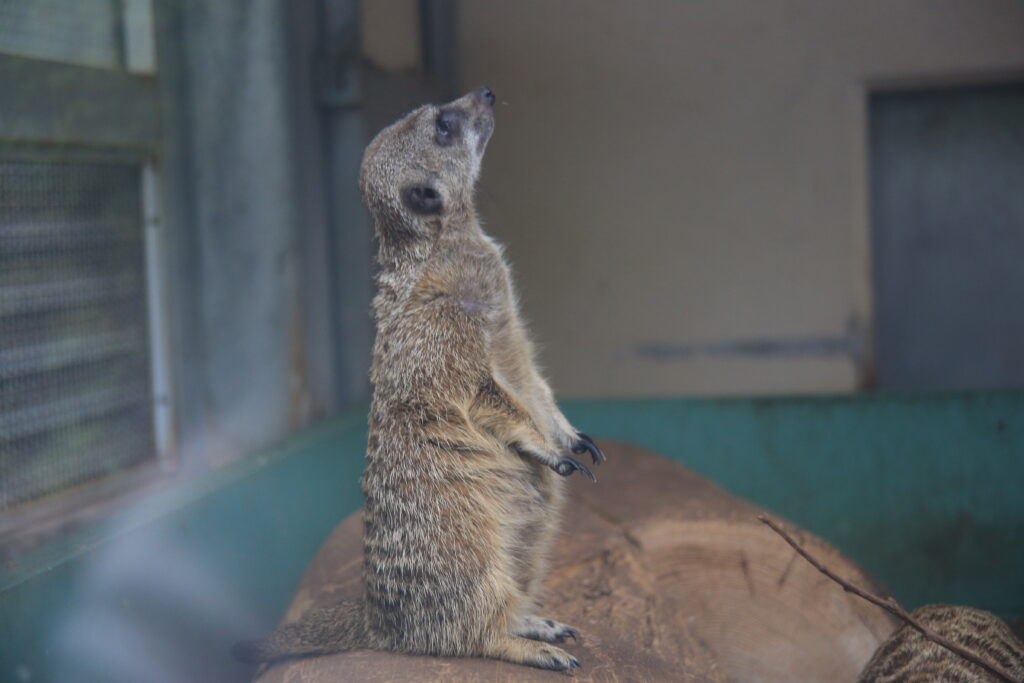 足羽山動物園 ミーアキャット