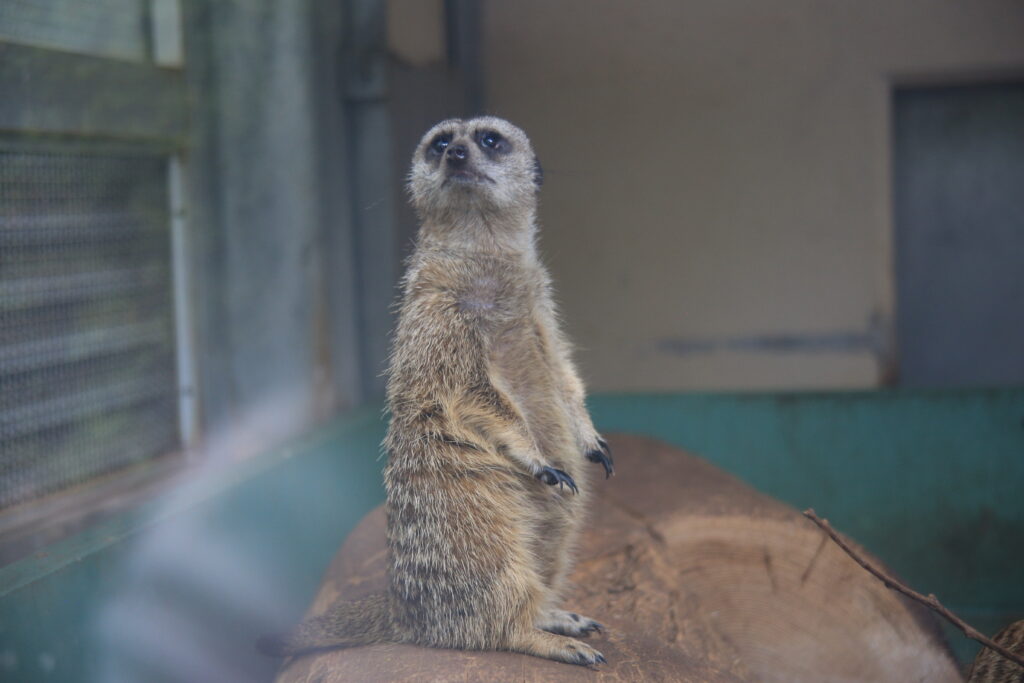 足羽山動物園 ミーアキャット
