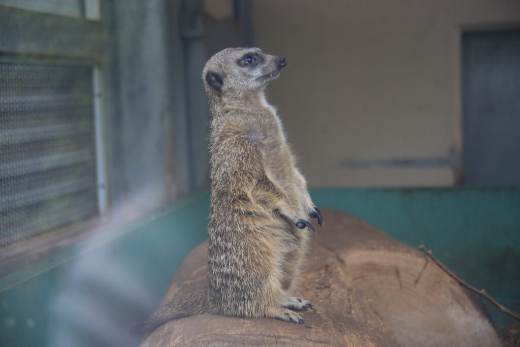 足羽山動物園 ミーアキャット
