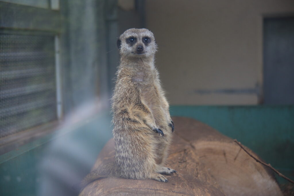 足羽山動物園 ミーアキャット