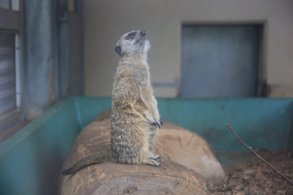 足羽山動物園 ミーアキャット