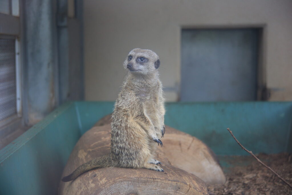 足羽山動物園 ミーアキャット