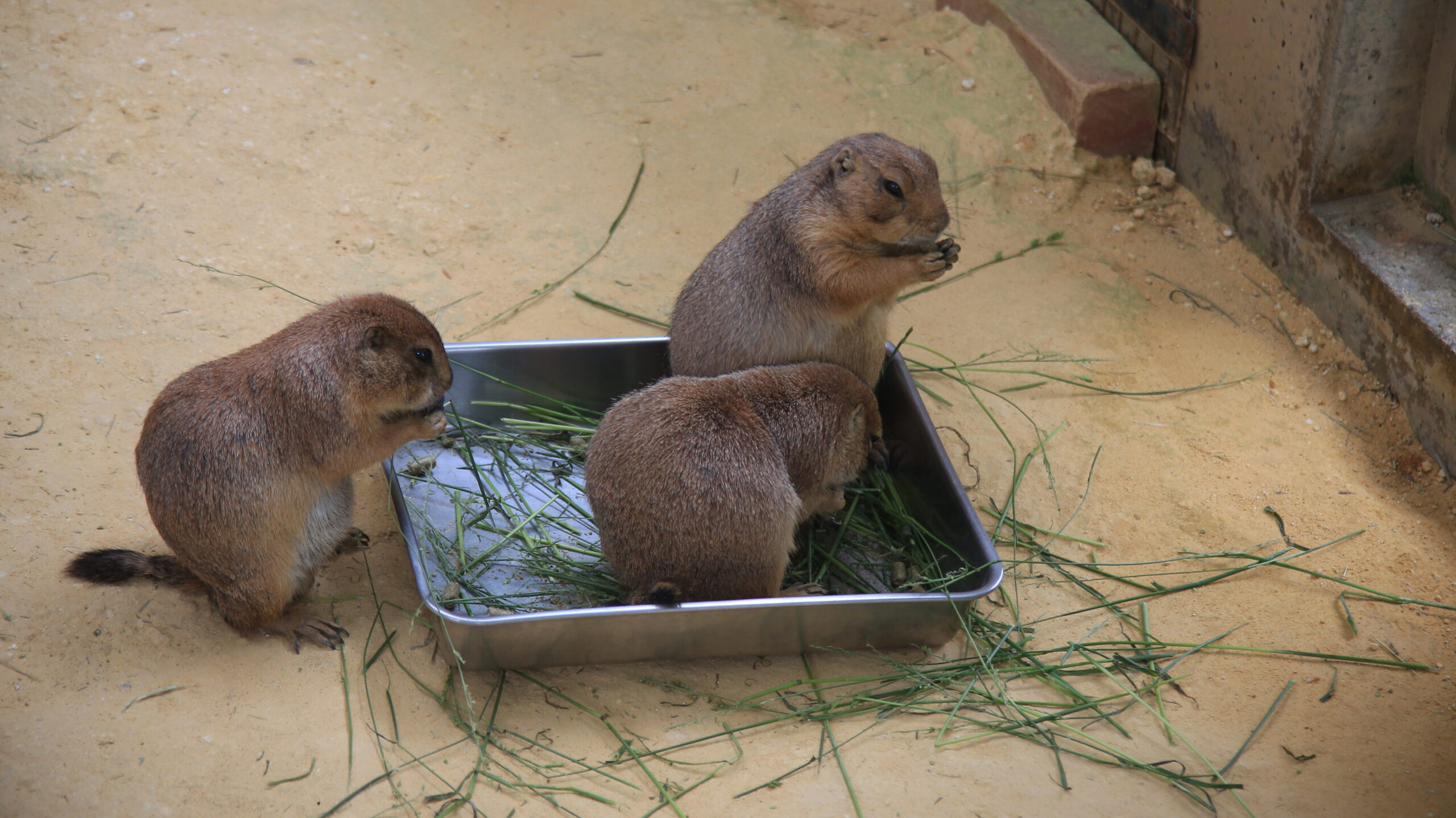 足羽山動物園 プレーリードッグ