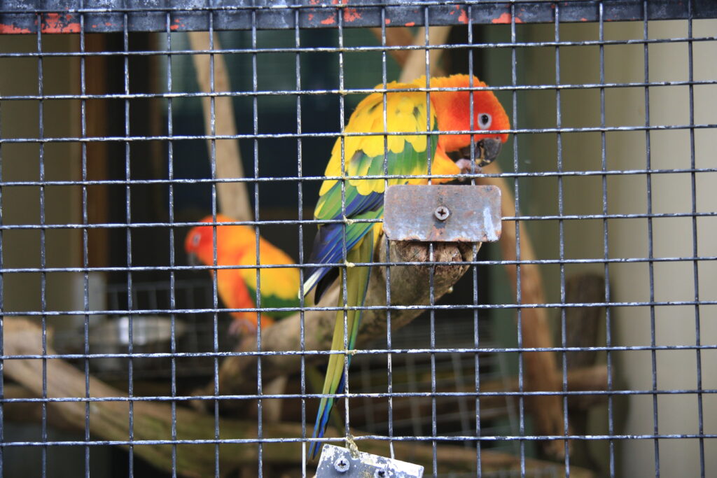 足羽山動物園 コガネメキシコインコ