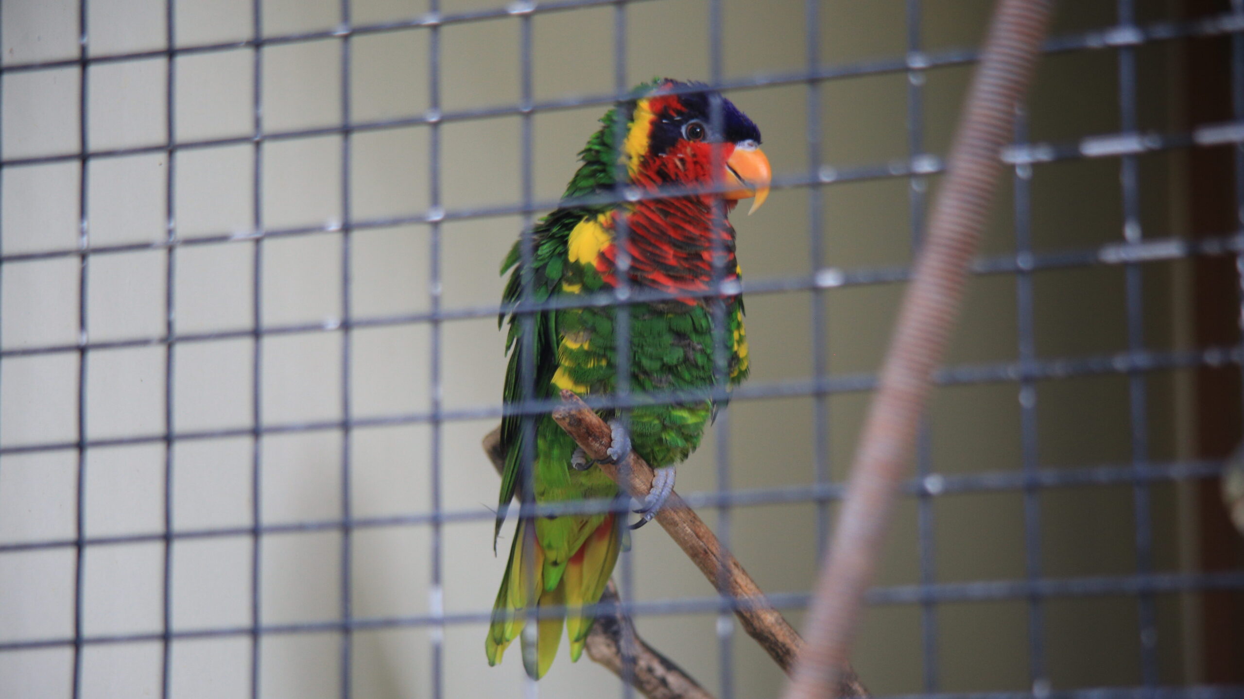 足羽山動物園 ズグロオトメインコ