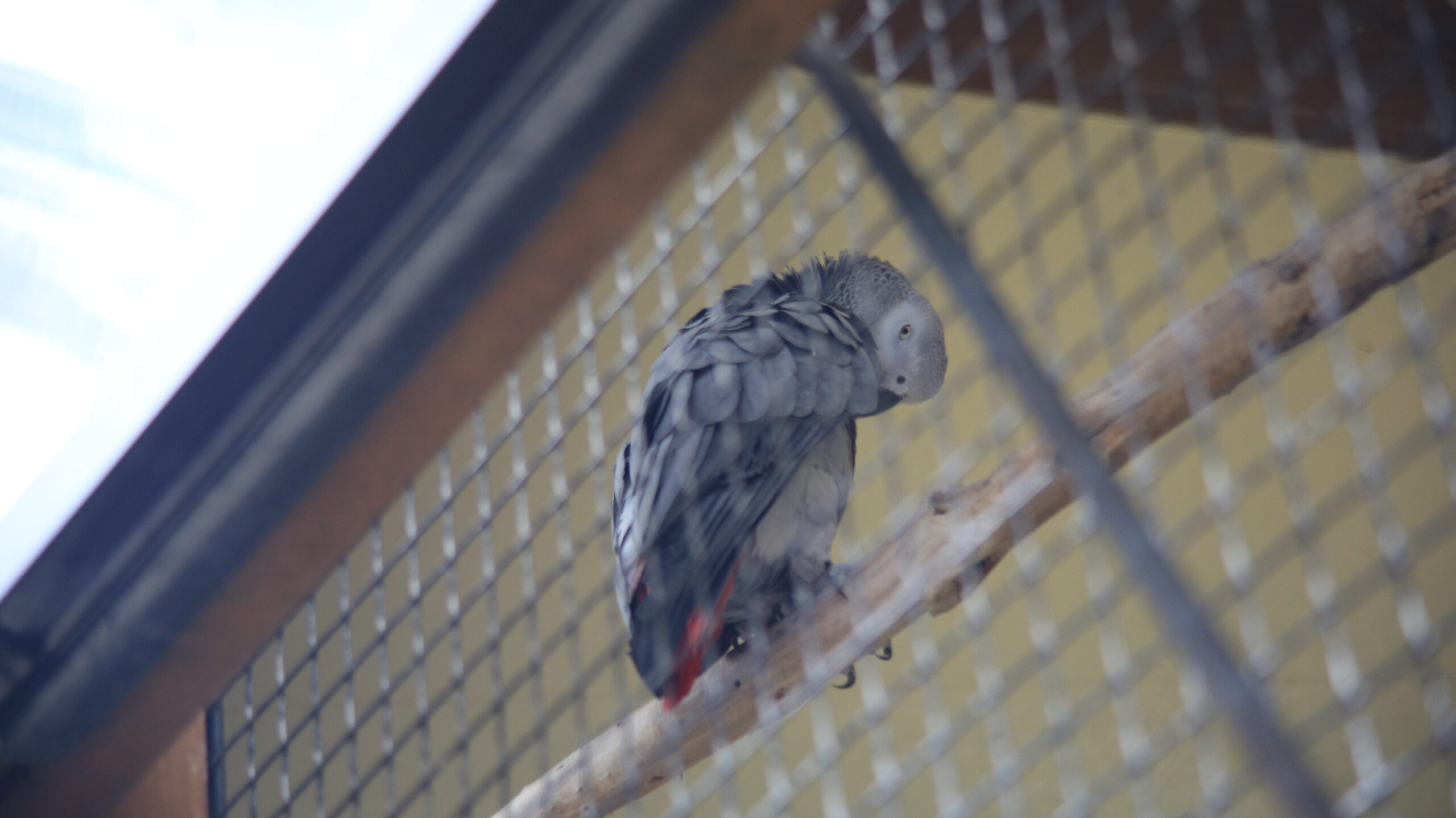 足羽山動物園 ヨウム