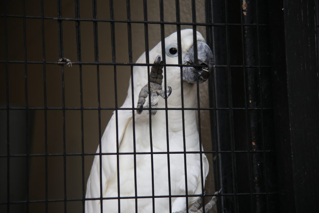 足羽山動物園 タイハクオウム