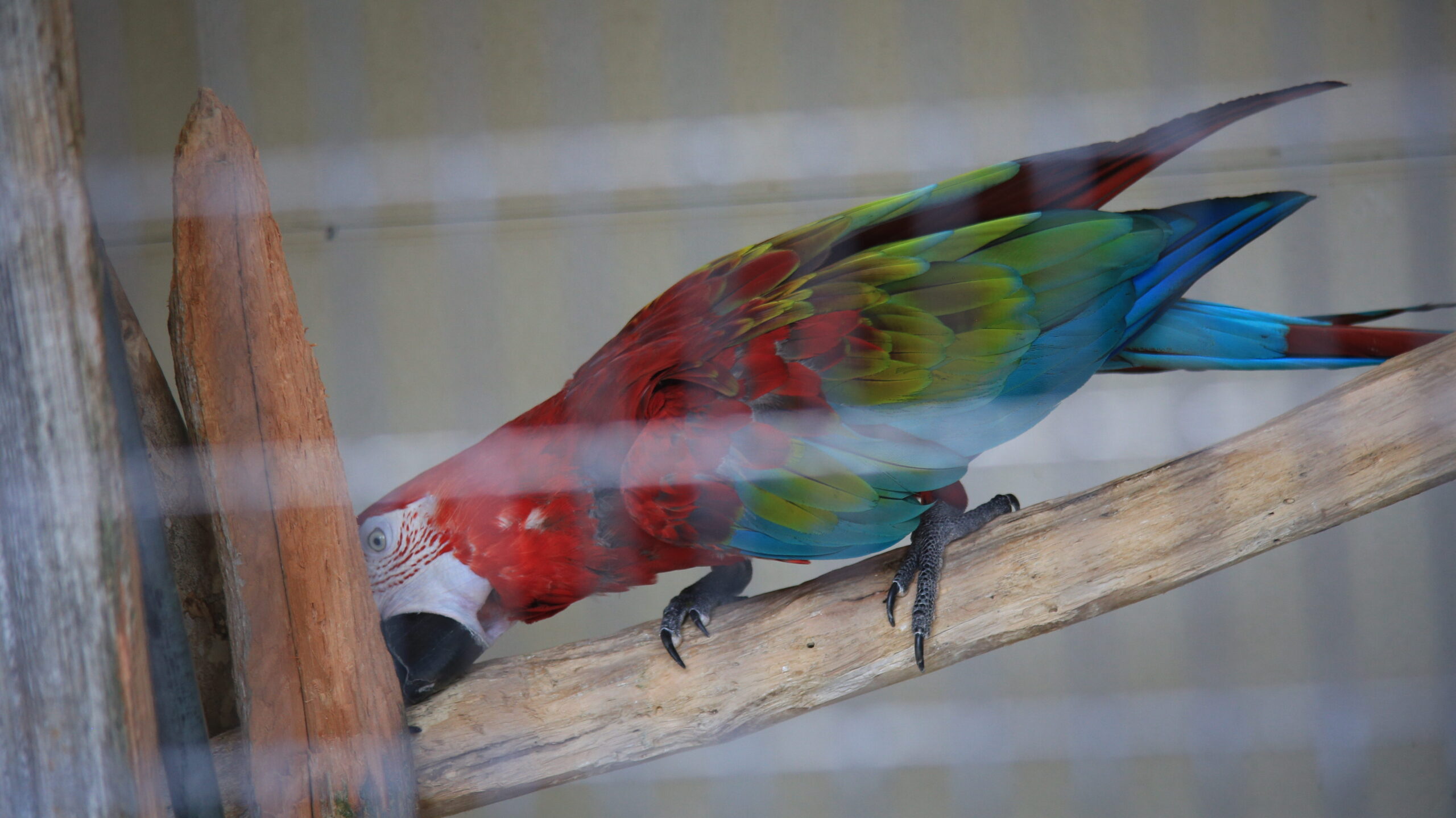 足羽山動物園 ベニコンゴウインコ